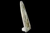 Fossil Orthoceras Sculpture - Tall - Morocco #136429-1